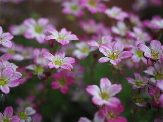 Naklejka premium Pink saxifraga alpine in spring
