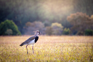 Southern lapwing