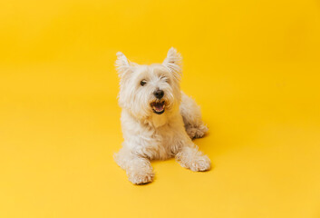 Young west highland white terrier on yellow background, west highland white terrier in studio