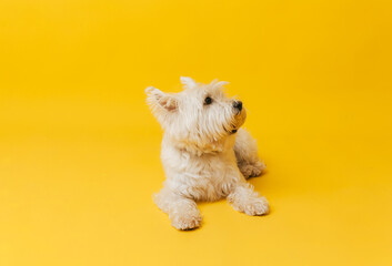 Young west highland white terrier on yellow background, west highland white terrier in studio