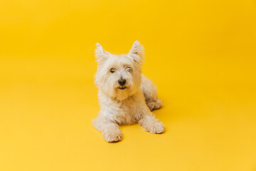 Young west highland white terrier on yellow background, west highland white terrier in studio