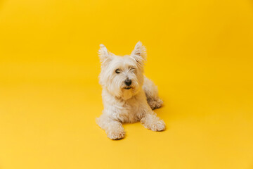 Young west highland white terrier on yellow background, west highland white terrier in studio