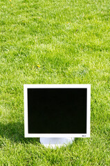 Monito on green grass