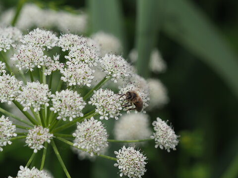 Bee feeding on a water dropwort (oranthe crocata)