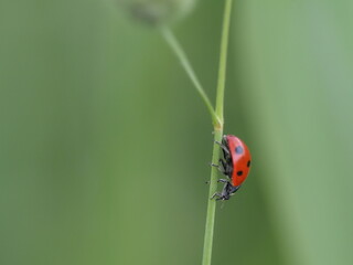 Ladybird climbing down a blade of grass