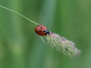 Ladybird on a blade of grass