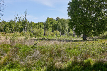 hochmoor