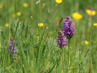 Marsh orchid growing alongside buttercups in wetland grasses