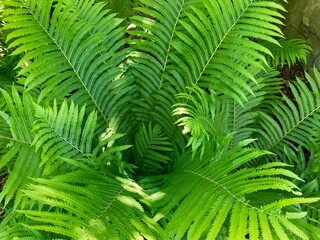 Fototapeta na wymiar green fern leaves background