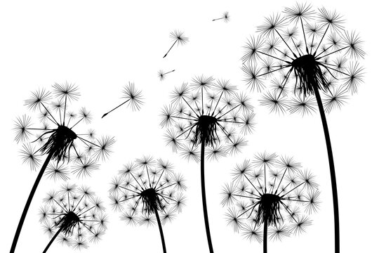 Silhouette of a simple single dandelion