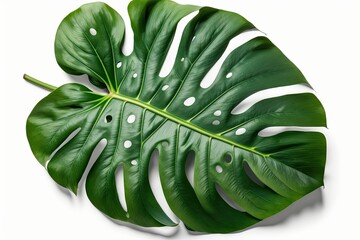 Monstera deliciosa leaf or Swiss cheese plant isolated on white background with clipping path. Generative AI