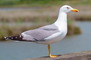 Close up view of a beautiful seagull is white and gray color
