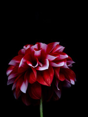 red dahlia flower