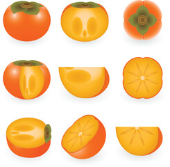 Vector illustration of persimmon