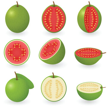 Vector illustration of guava