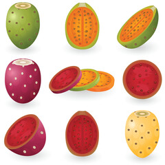 Vector illustration of prickly pear fruit also known as opuntia, cactus fig or tuna.