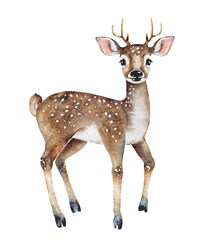 Animal young deer, isolated watercolor illustration.
