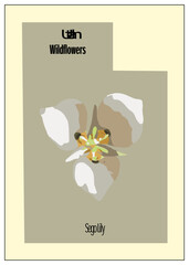 Utah Wildflowers: Sego Lily