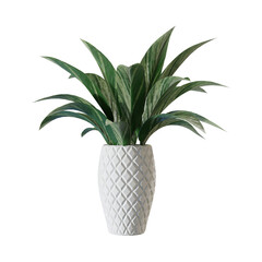 4k plant aspidistra in a white pot nature green leaf house plant tropical leaf