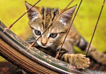 Striped brown kitten behind rusty bicycle wheel, bike spokes, playful, curious, yellow background