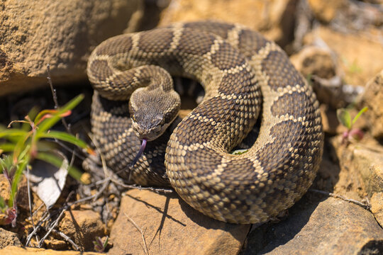Western rattlesnake