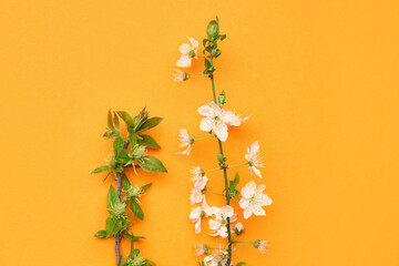 Blooming tree branches with white flowers on orange background
