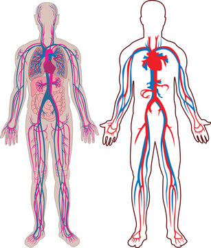 Diagram of the human vein and anatomy in vector