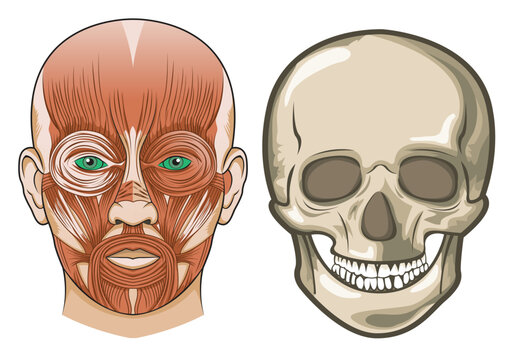 Human facial anatomy and skull in Vector