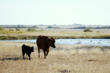 Corriente cow with calf in Texas plains landscape in ranch field with pond in background.