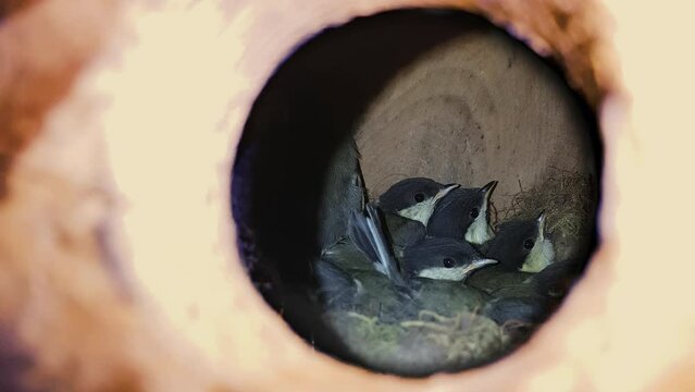 Chickens of Great Tit in nest of wooden house (Parus major) - (4K)