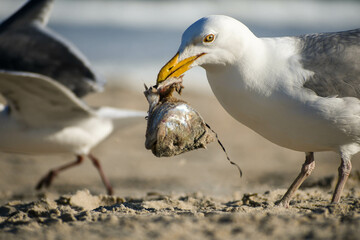 A seagull holds a crab in its beak as another passes behind in Surf City, Long Beach Island, New Jersey