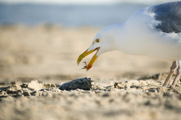 A sea gull catches part of a crab in its mouth in Surf City, Long Beach Island, New Jersey