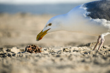 A seagull ponders eating a crab in Surf City, Long Beach Island, New Jersey © Sophia
