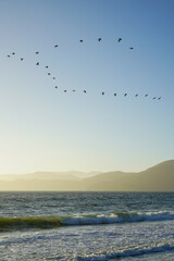 Watching the birds at Baker Beach in San Francisco, CA