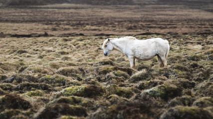Obraz premium White icelandic horse standing in green mossy little hills ignoring the rain and storm around it