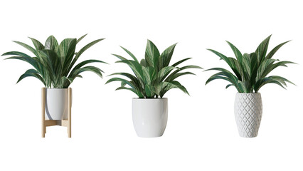 4k plant compilation collect aspidistra leaf in a white pot leaf in nature green house plant tropical leaf