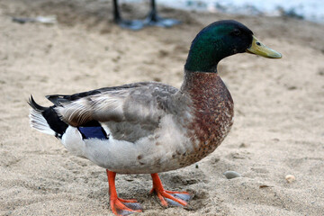 Naklejka na ściany i meble duck on the beach, closeup of a photo