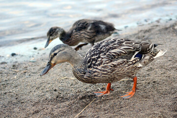 Duckling on the lake shore, a close-up photo of a wild duck