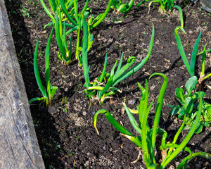 gardening grow organic products in garden or on farm onions lettuce strawberries arugula. taking care of healthy diet. fertile land for seedlings of seedlings of fruit crops and trees