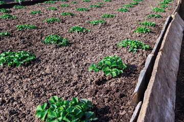 gardening grow organic products in garden or on farm onions lettuce strawberries arugula. taking care of healthy diet. fertile land for seedlings of seedlings of fruit crops and trees