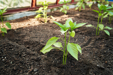 Young bell pepper plants growing in a glasshouse