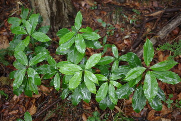 里山の植物　雨森で葉を広げて生育するアオキ