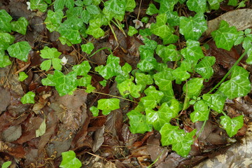 里山の景色　雨で潤う梅雨の植物たち地面を這うツタ