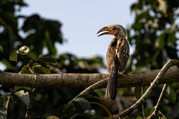 Obraz premium vulture on a branch