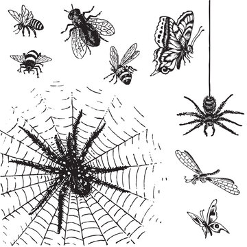 set of antique insects engravings; scalable and editable vector illustrations