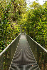 Suspended walkway in the jungle