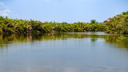 tropical forest lake