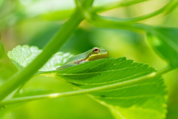 squirrel tree frog hiding in garden