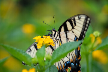 tiger swallowtail on yellow flower
