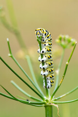 swallowtail caterpillar eating parsley in garden